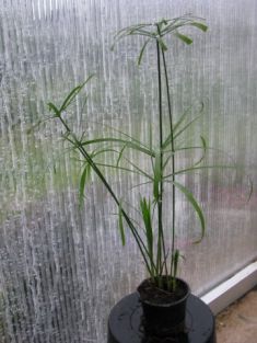 cyperus alternifolius - šáchor