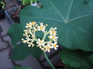 jatropha podagrica yellow - jatrofa žlutá