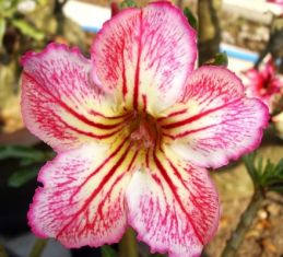 Adenium obesum "rung lawan" - pouštní růže