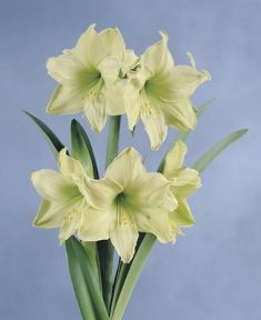 Hippeastrum "limona" - nesprávně amarylis