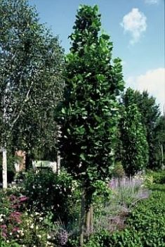 Liriodendron tulipifera "fastigiatum" - lyriovník, tulipánovník