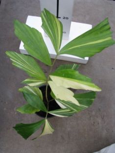 caryota variegata