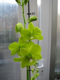 dendrobium hybrid č.5