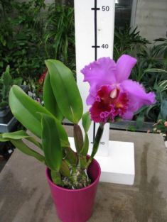 cattleya hybrid "lucky mangkorn"
