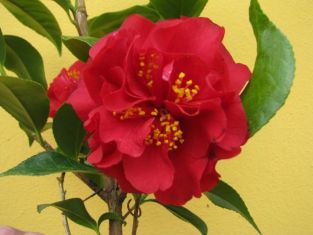 camellia "maroon and gold"
