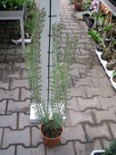 leucadendron galpinii "purple haze"