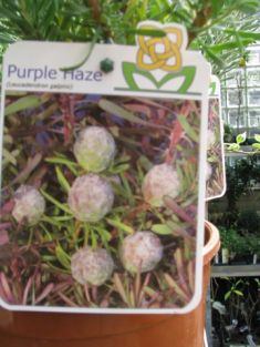 leucadendron galpinii "purple haze"