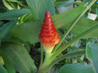curcuma roscoceana