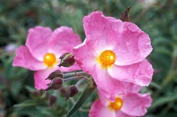cistus "silver pink"