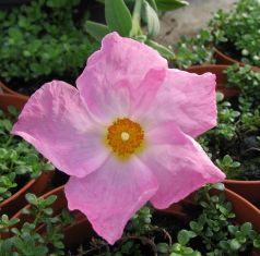 cistus "silver pink"