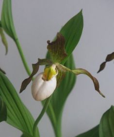 cypripedium columbianum