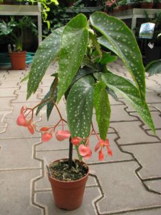 begonia maculata "tamaya" - begonie
