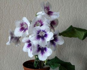streptocarpus "l´epatage d´alchimie"