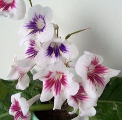streptocarpus "l´epatage d´alchimie"