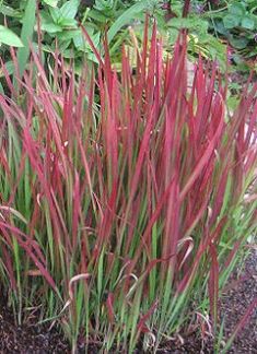 imperata cylindrica "red baron"