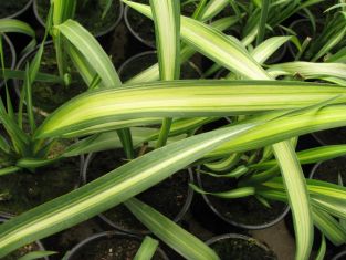 phormium tenax "yellow wave"