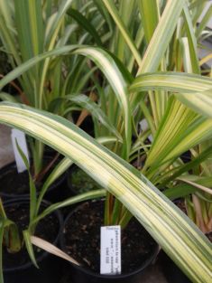 phormium tenax "yellow wave"