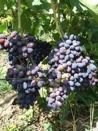 vitis vinifera "kodrjanka" - réva vinná, modrá