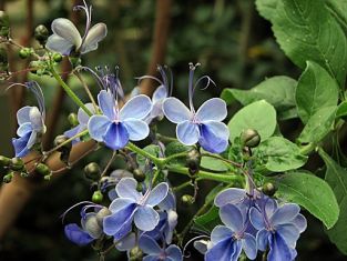 clerodendron ugadense