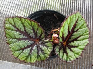 Begonia "fedor" - young plants