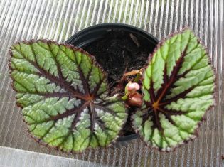 Begonia "fedor" -mladá rostlina