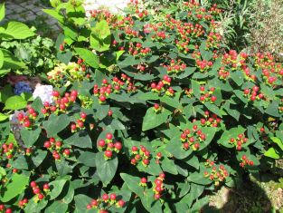 Hypericum androsaemum - třezalka bobulovitá, červená