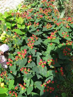 hypericum androsaemum