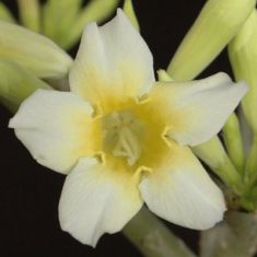 adenium obesum "popcorn" - pouštní růže