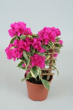 bougainvillea "vera variegata"