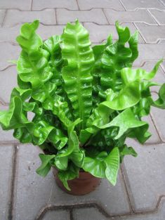 Asplenium nidus "crispy wave"