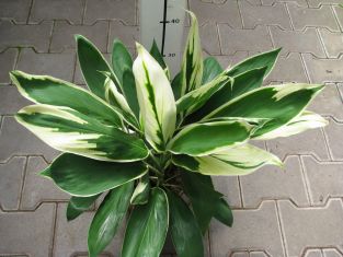 Cordyline fruticosa "conga"