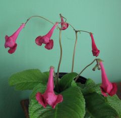 Streptocarpus "snow rose"