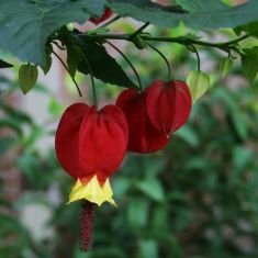 abutilon megapotamicum