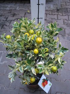 citrofortunella x calamondin variegata