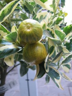 citrofortunella x calamondin variegata