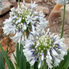 agapanthus "queen mum"