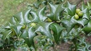 ilex pernyi