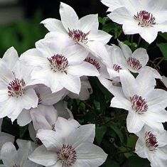 clematis "miss batman"
