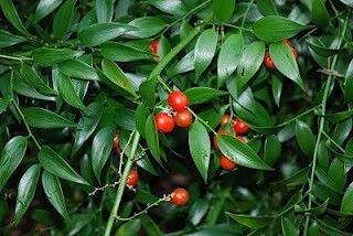 ruscus racemosus