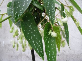 begonia "tamaya white"