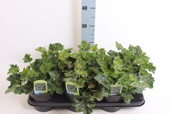 heuchera americana "marvelous marble"