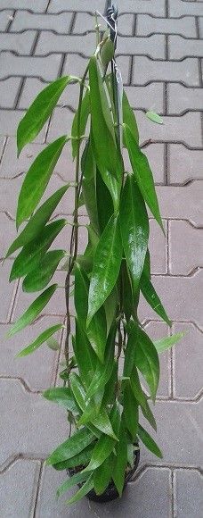hoya lamingtoniae