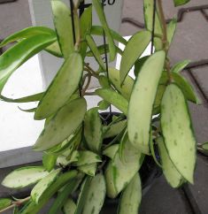 hoya parasitica variegata