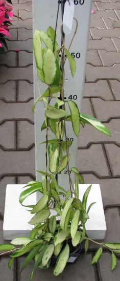 hoya parasitica variegata