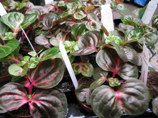 iresine herbstii aureoreticulata