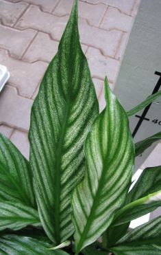 spathiphyllum "silver cupido"