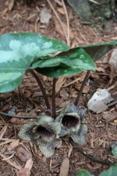 asarum splendens "quicksilver"