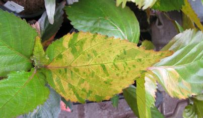 acalypha wilkesiana moorea