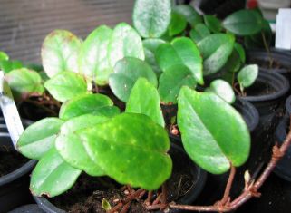 begonia schulzei