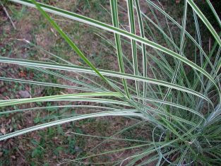 miscanthus sinensis "morning light"